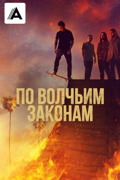 По волчьим законам