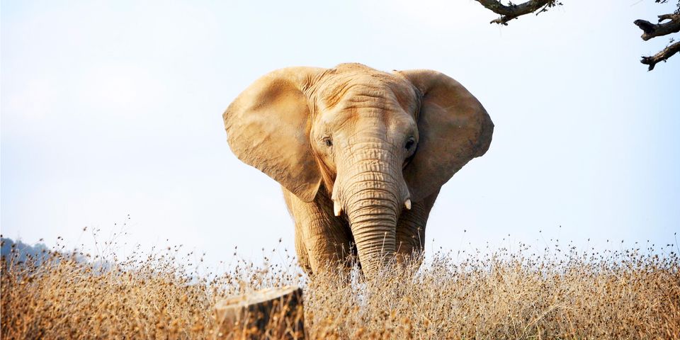 В защиту слонов