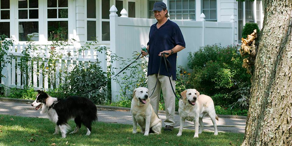 Собачий год